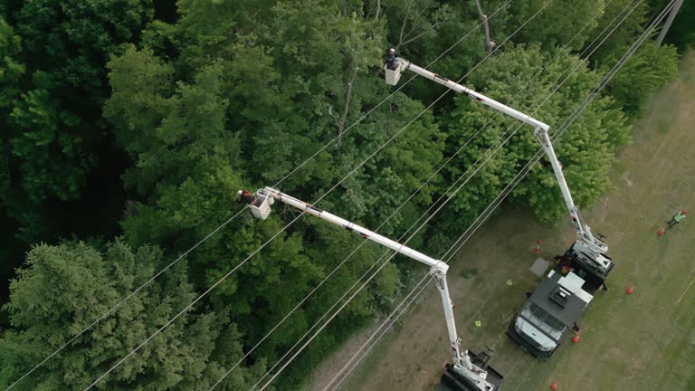 How Our Tree Care Process Works  in  Fort Thomas, KY